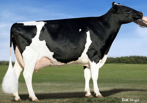 KHW Goldwyn Aiko EX-91