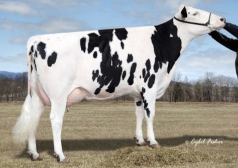 Kings-Ransom Baxter Dolly VG-87