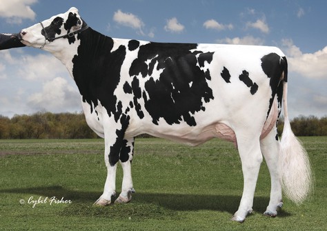 Kings-Ransom Graf Double-ET VG-85