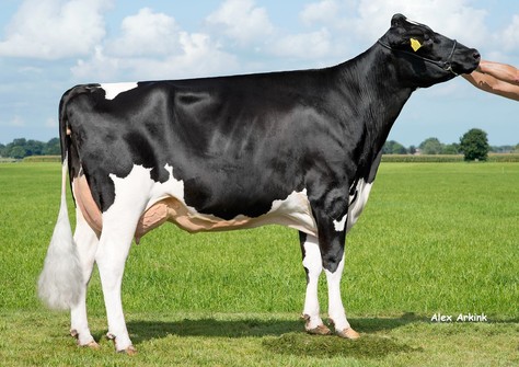 K&L BL Dellia VG-86