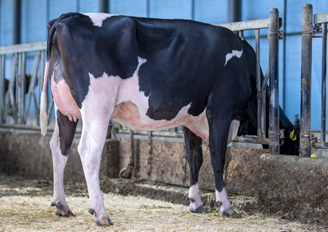 K&L OH Mistress VG-86