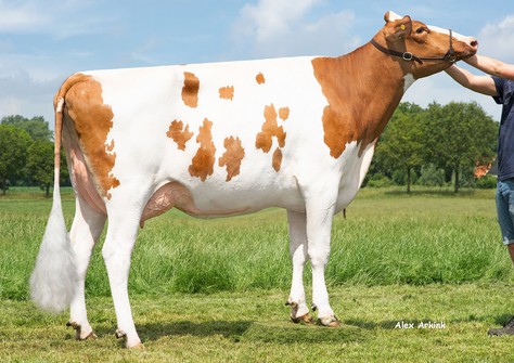 K&L OH Silky Red GP-82