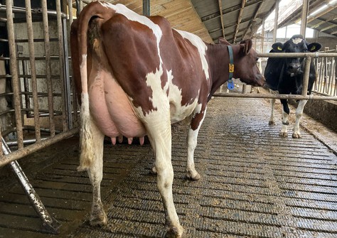 De Hoef K&L RM Mariah-Red VG-86