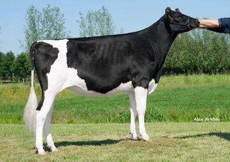 Newhouse K&L Sneeker 6960 VG-86