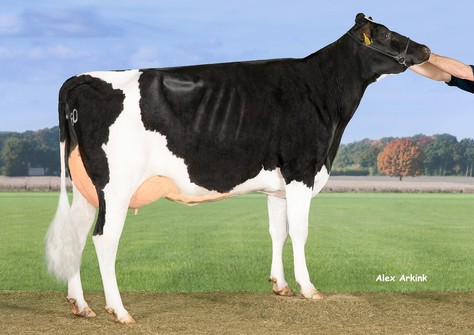 Newhouse K&L Sneeker 6960 VG-86