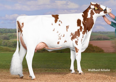 KNS Daddy Cool Red VG-85
