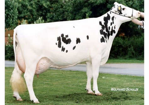 KNS Dorfgirl EX-93