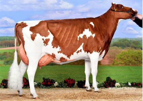KNS Moulin Rouge-P-Red EX-90