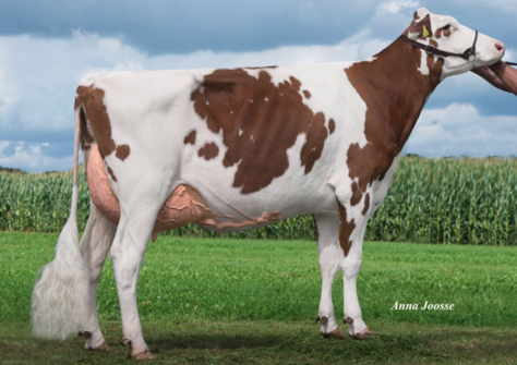 KOE Fabiola-Red VG-88