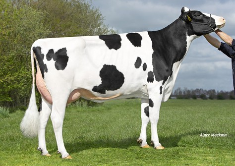 Koepon Altuve Range 7 RDC VG-87