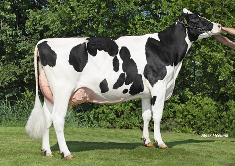 Koepon Arizona Range 240 P RDC VG-87