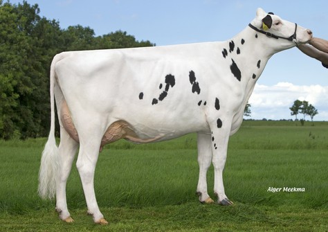 Koepon Bkm Regenia 104 VG-86