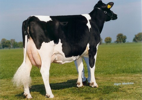 Koepon Classy VG-86