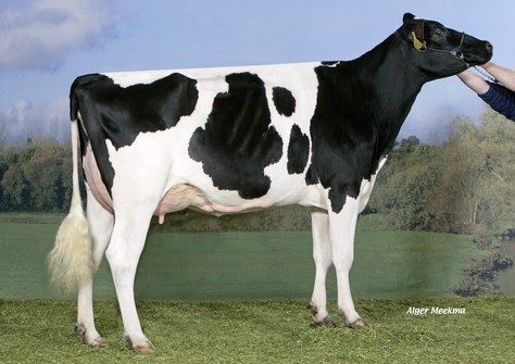 Koepon Col Regenia 30 VG-85