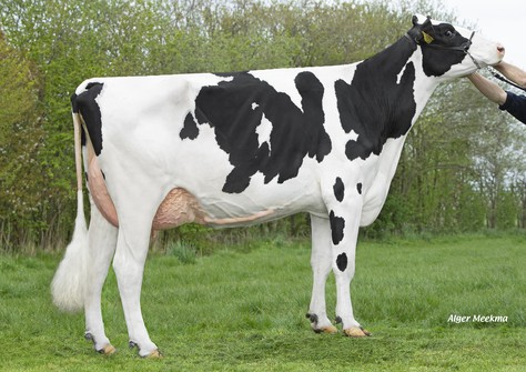 Koepon Duke Ruby 14 VG-85