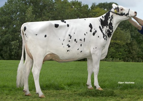 Koepon Epic Regenia 109 VG-86