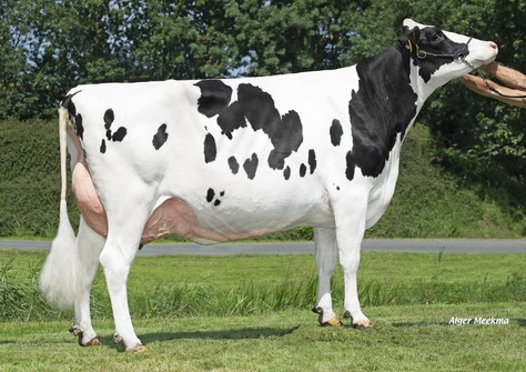 Koepon Gameday Range 138 VG-85