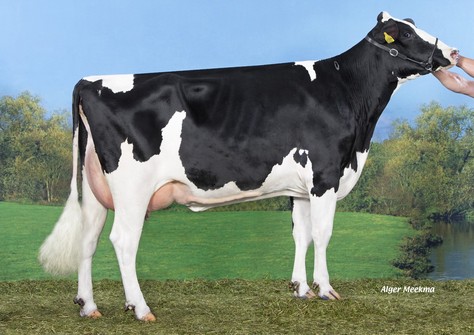 Koepon Oak Classy 157 VG-86