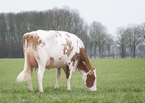 Koepon OH Rubels Range 17 Red VG-86