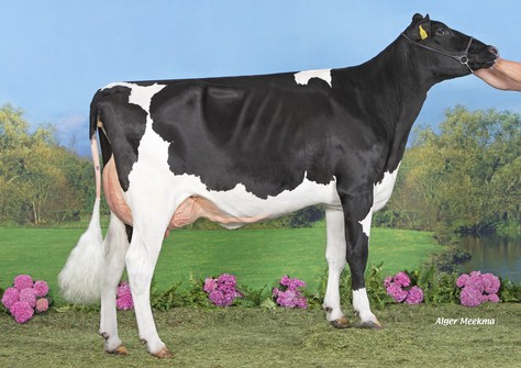 Koepon Pbal P Doma 5 P RDC VG-85 Koepon Pbal P Doma 5 P RDC VG-85