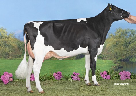 Koepon Pbal P Doma 5 P RDC VG-85