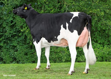 Koepon Rioave Genua 59 VG-85