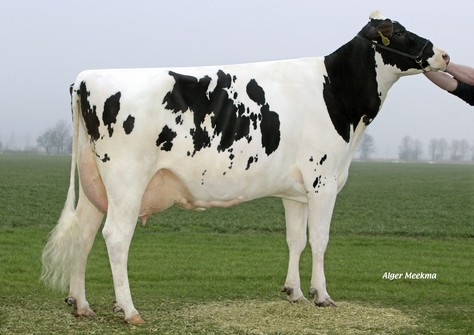 Koepon Shot Classy 17 VG-85