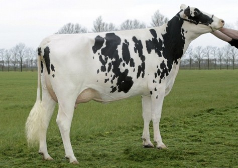 Koepon Shottle Regenia 10 VG-86