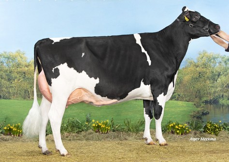 Koepon Zazzle Cherry 13 VG-89