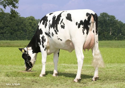 Kossinkhoeve Zadia 1 VG-86