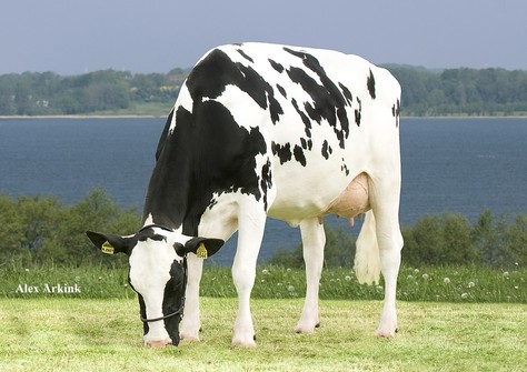 Kossinkhoeve Zadia 1 VG-86