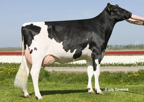 Lakeside Explode Ashlyn RDC VG-86