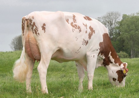 Lakeside Ups Red Range VG-86