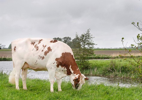 Lakeside Ups Red Range VG-86