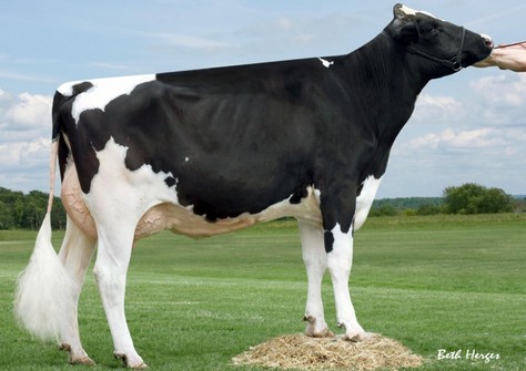 Larcrest Chenile VG-86