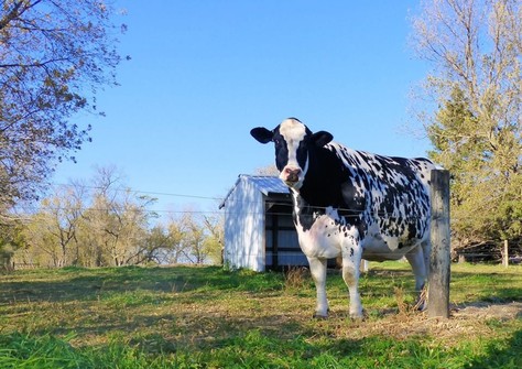 Larcrest Cosmopolitan VG-87