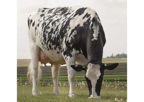 Larcrest Cosmopolitan VG-87