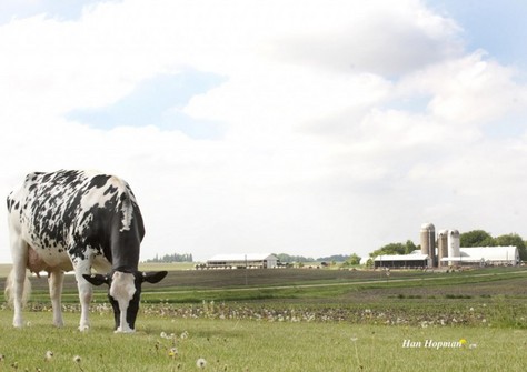 Larcrest Cosmopolitan VG-87