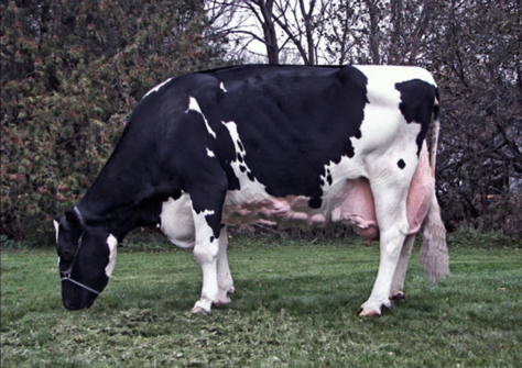 Larcrest Juror Chanel EX-93