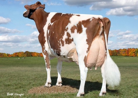 Lavender Ruby Redrose EX-96