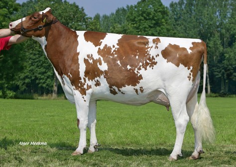 Verhages Bos Candlelight P Red VG-86