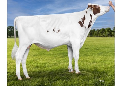 Mat. brother Leentel Lee Red 