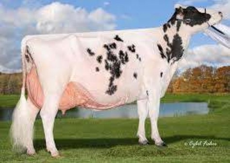 Liddleholme Resur Lu RDC EX-97