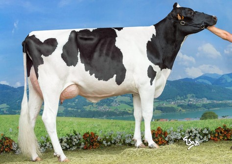 Lis De-Su Oak 8255 VG-85