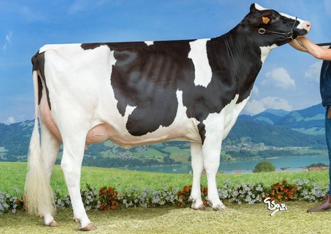 Lis De-Su Oakly 8273 VG-86