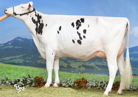 Lis Leck Laguna 6992 VG-85