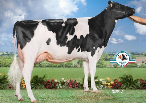 Lis Miley 8267 RDC VG-86