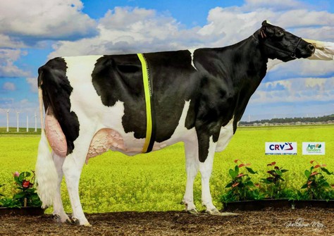Lola vh Zomerbloemhof EX-91 Lola vh Zomerbloemhof EX-91