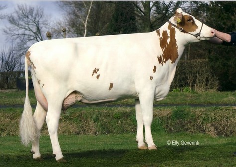 JU Lonia 95 VG-86