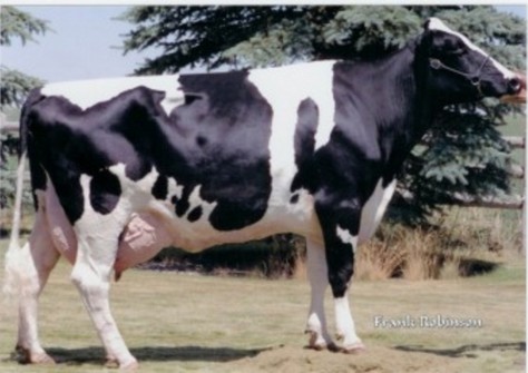 Lynmead Celsius Minnow EX-91